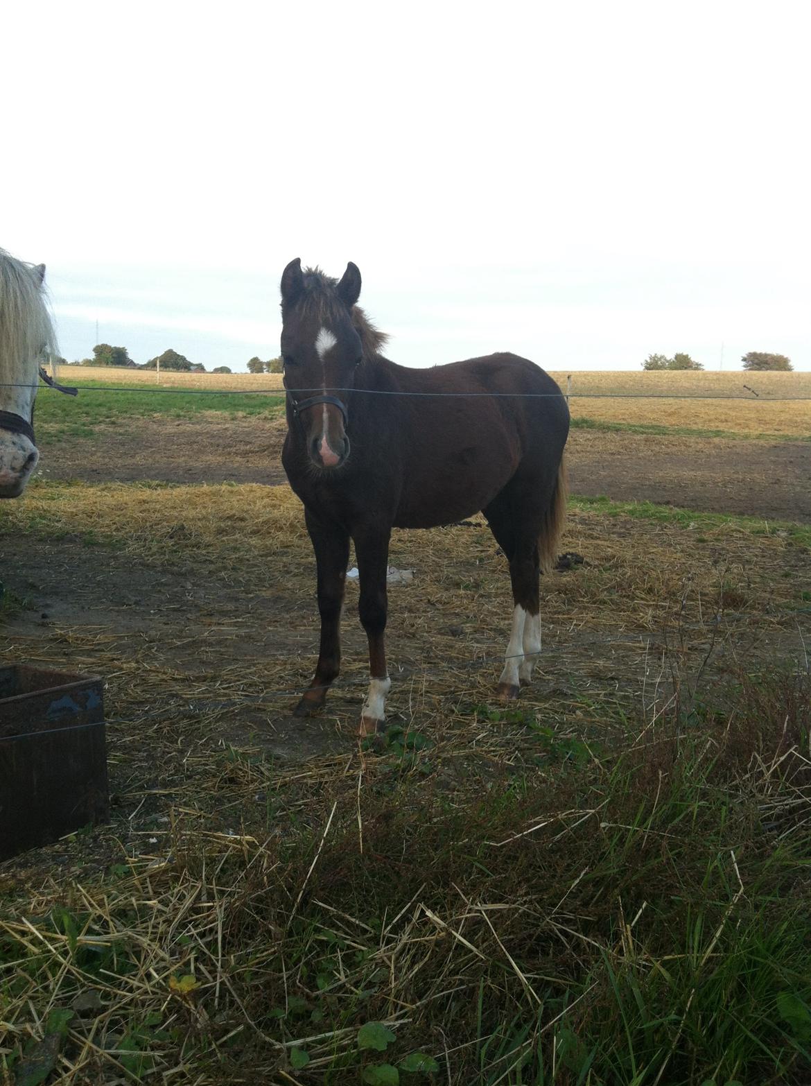 Welsh Pony (sec B) ChaTho´s Zippo - 7 oktober 2013 billede 9