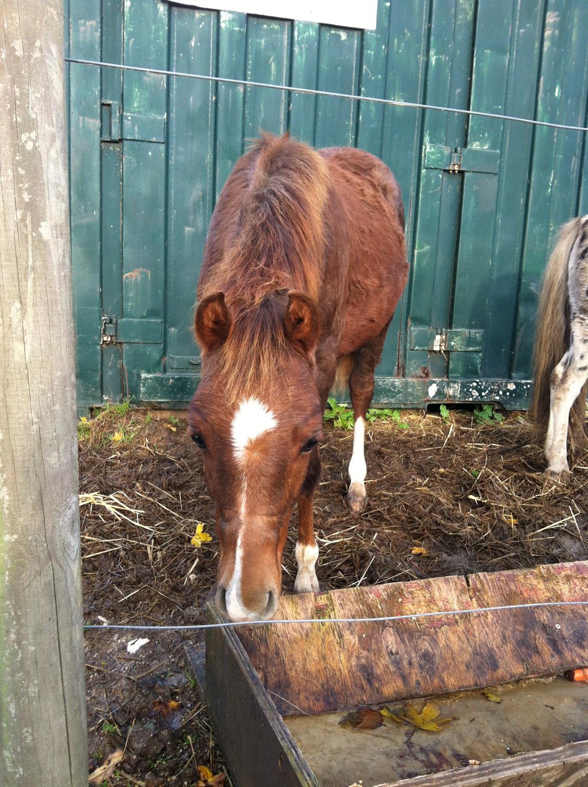 Welsh Pony (sec B) ChaTho´s Zippo - 11 november 2013 billede 8