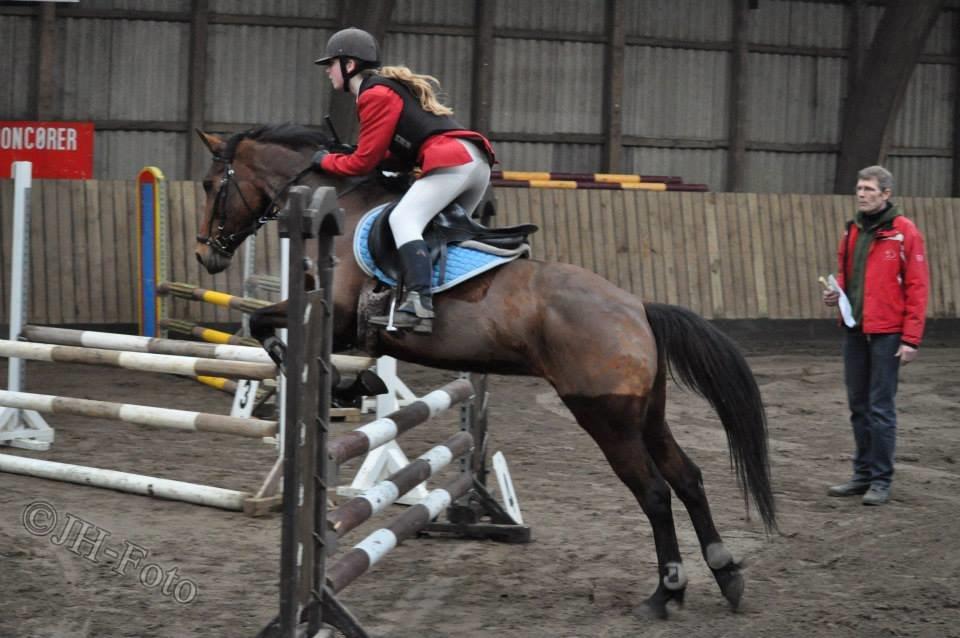 Hollandsk Sportspony Melanie's Lady  B-PONY - *Taget Af JH-Foto* //Julie billede 9