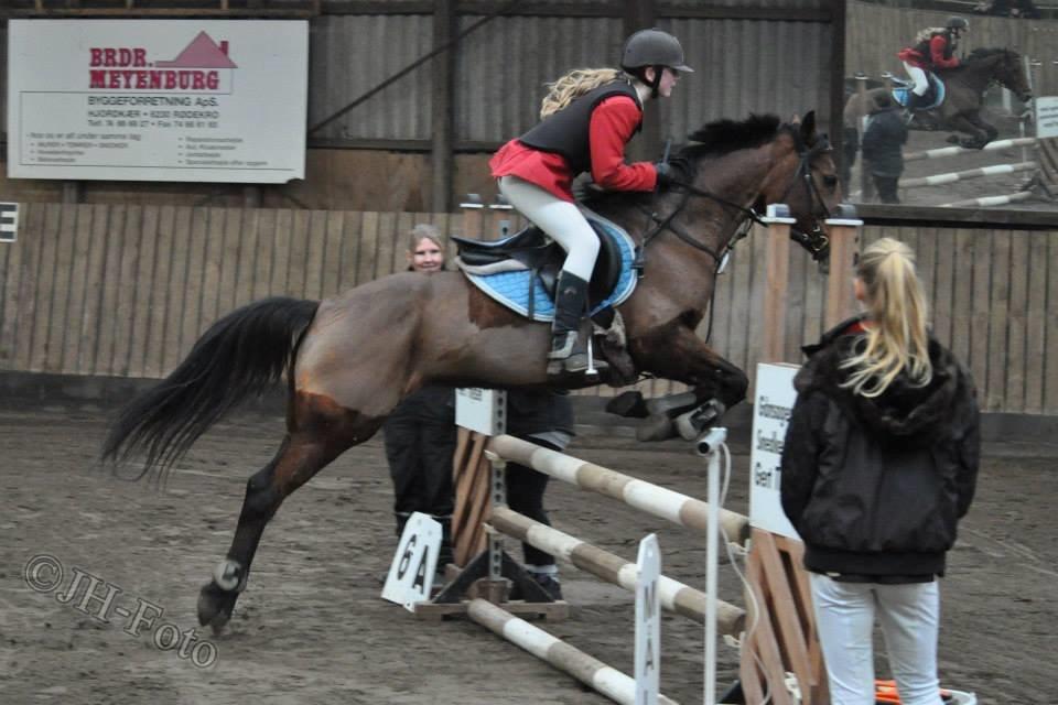 Hollandsk Sportspony Melanie's Lady  B-PONY - *Taget Af JH-Foto* //Julie billede 10
