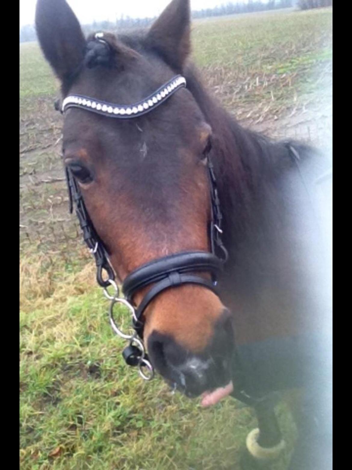 Anden særlig race Dior billede 2