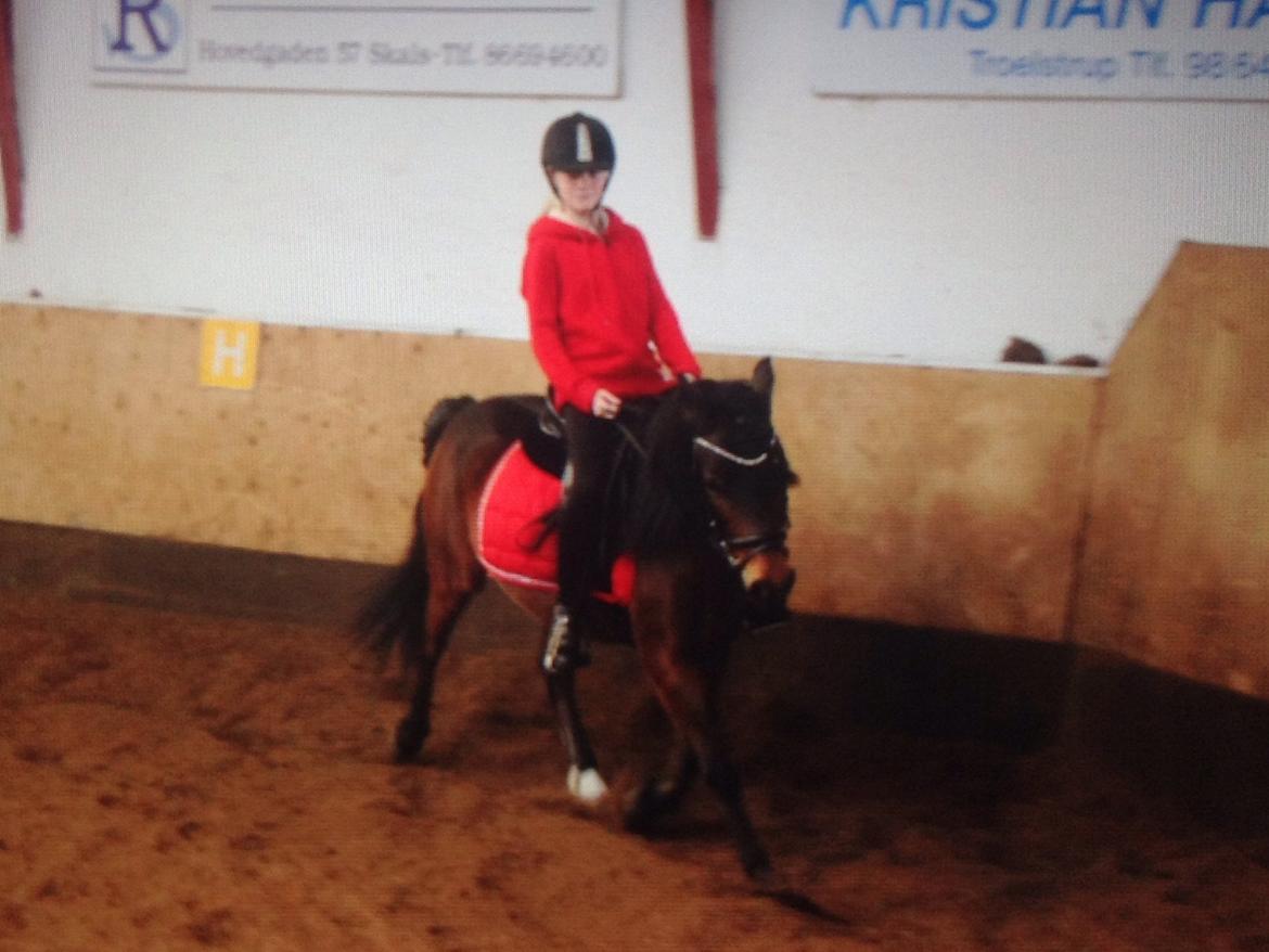 Anden særlig race Dior billede 5