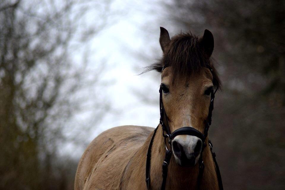 Irsk Sportspony Irish Don billede 2