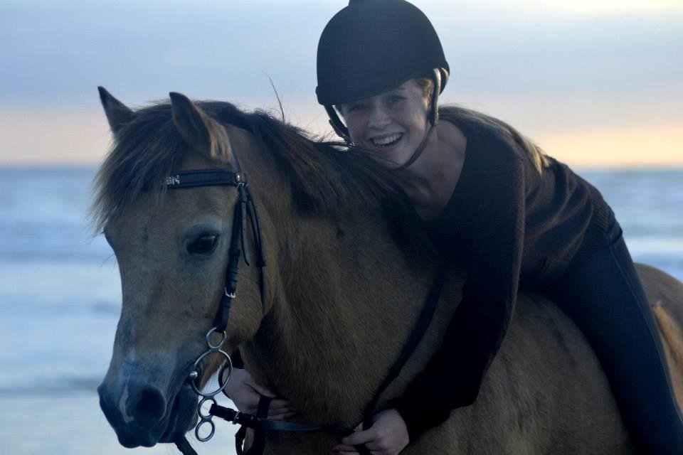 Irsk Sportspony Irish Don billede 4