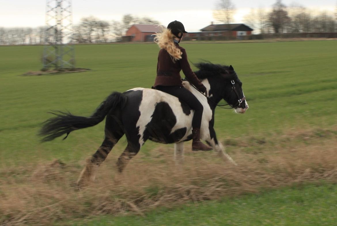 Irish Cob Sir Anthony de Canterville - 8/3-14 billede 18