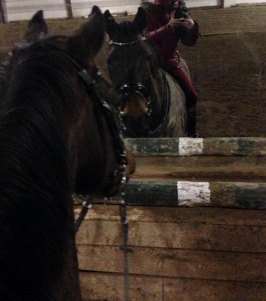 Anden særlig race Sputnik (Sprutte) billede 12