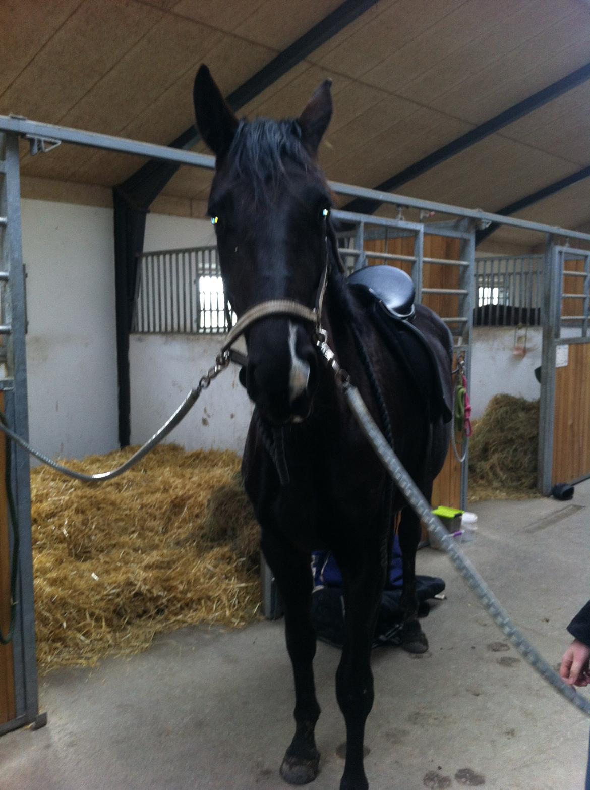Dansk Varmblod Alphabeat - Alba er ved at blive voksen - første gang med sadel.. 8/3-14 billede 22