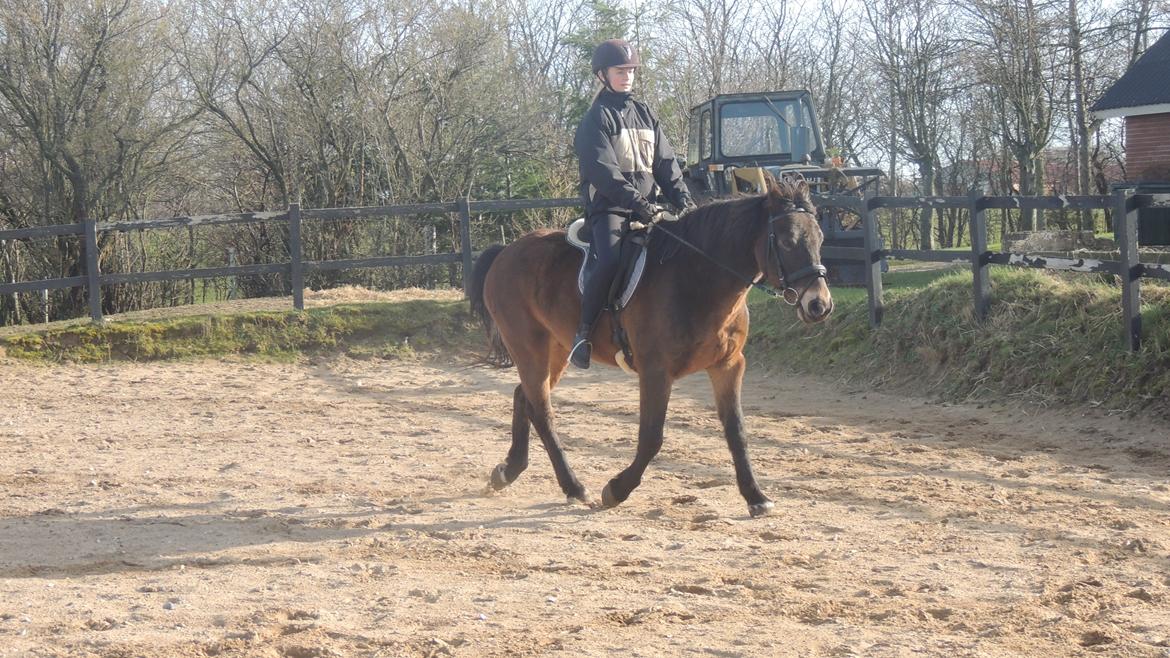 Anden særlig race Oscar - Ossie <3 - SOLGT - Ude at ride på banen på en lidt sløv Ossie.. :-) 8. marts 2014 billede 8