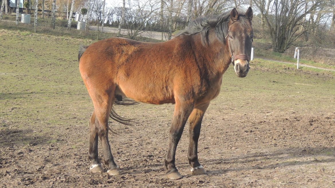 Anden særlig race Oscar - Ossie <3 - SOLGT - Lækker vinterbamse billede 9