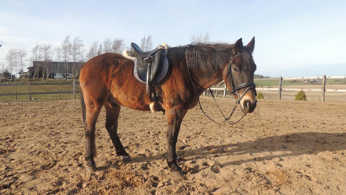 Anden særlig race Oscar - Ossie <3 - SOLGT - Leger lige fotograf og model med bamsen :-) billede 10