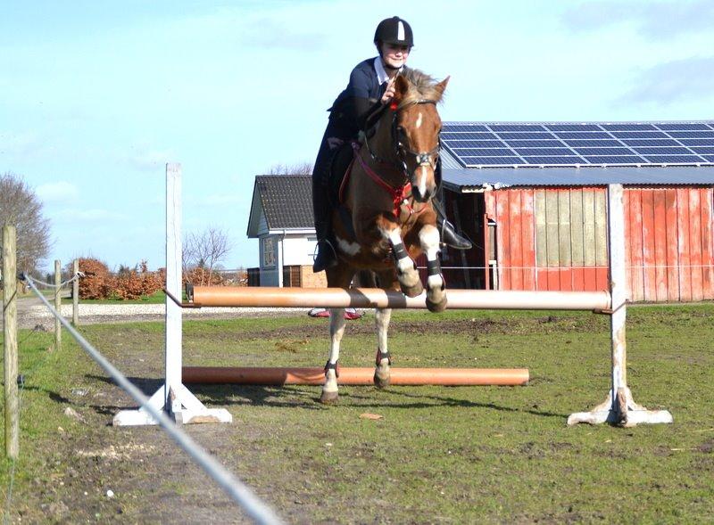 Pinto PRINS KASHMIR billede 18