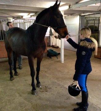 Dansk Varmblod Costello billede 13