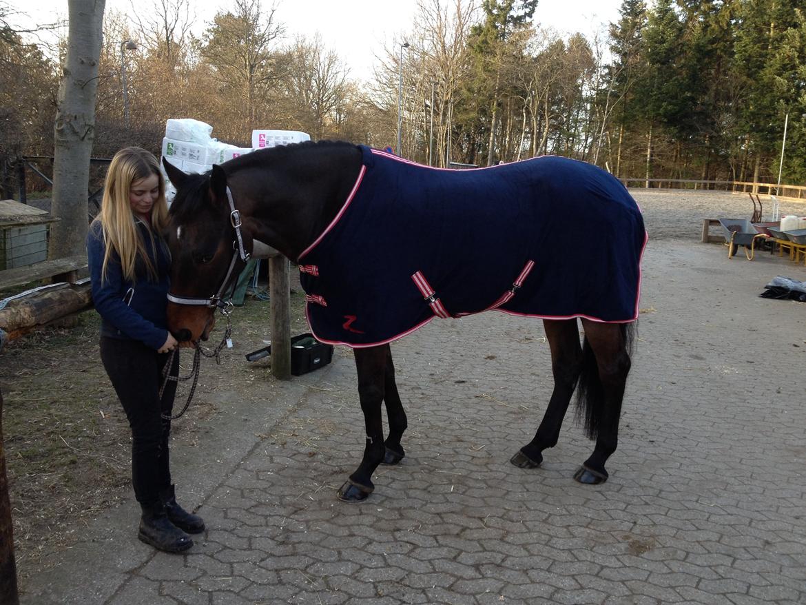 Dansk Varmblod Costello billede 15