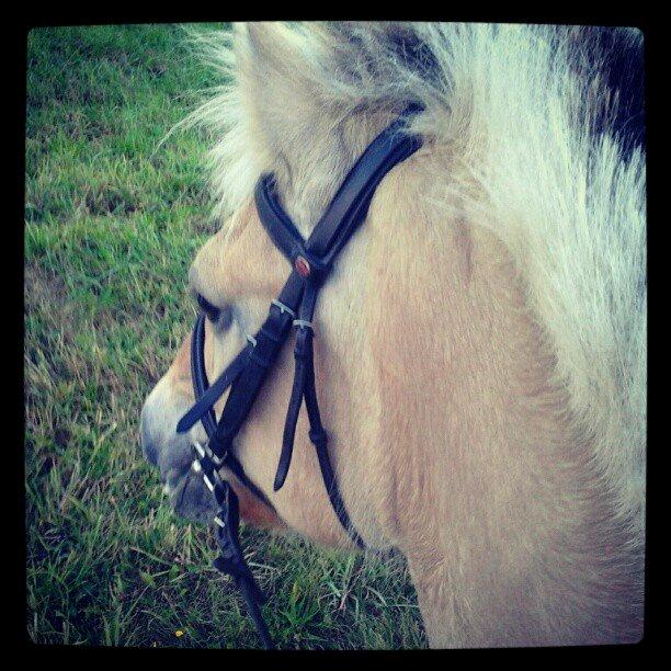 Fjordhest Frida (Tidl. pony;() - Lige en lille skridt tur! billede 10