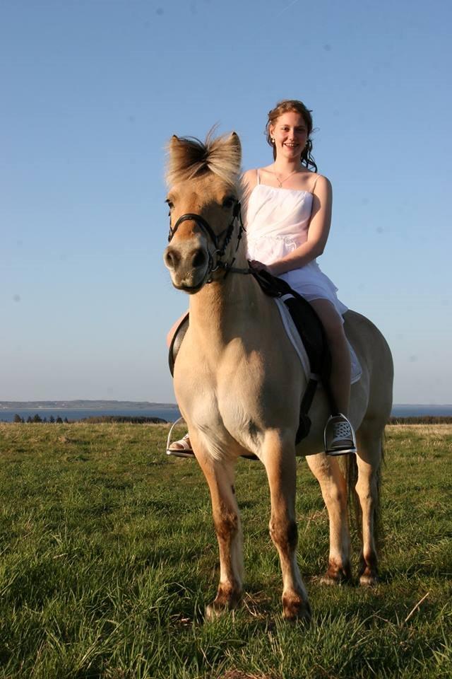 Fjordhest Frida (Tidl. pony;() - Min fjoller! billede 2