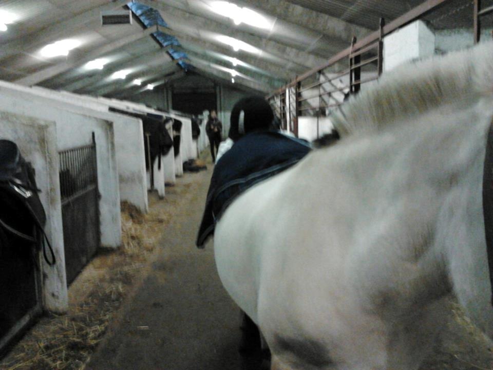 Fjordhest Frida (Tidl. pony;() - Gemmer mig! XD billede 11