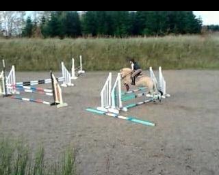 Fjordhest Frida (Tidl. pony;() - 60 cm første kombi i lang tid! billede 7