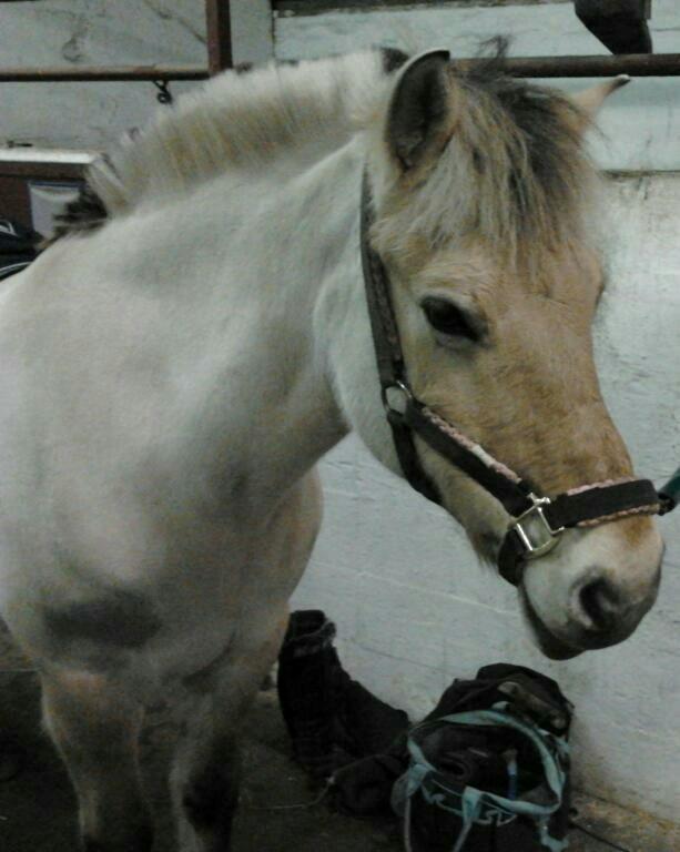 Fjordhest Frida (Tidl. pony;() - Trætte dyr! billede 13