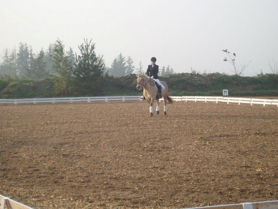 Fjordhest Frida (Tidl. pony;() billede 18