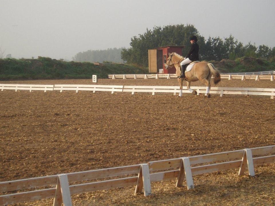 Fjordhest Frida (Tidl. pony;() billede 19