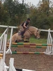 Fjordhest Frida (Tidl. pony;() - 80 cm :O billede 8