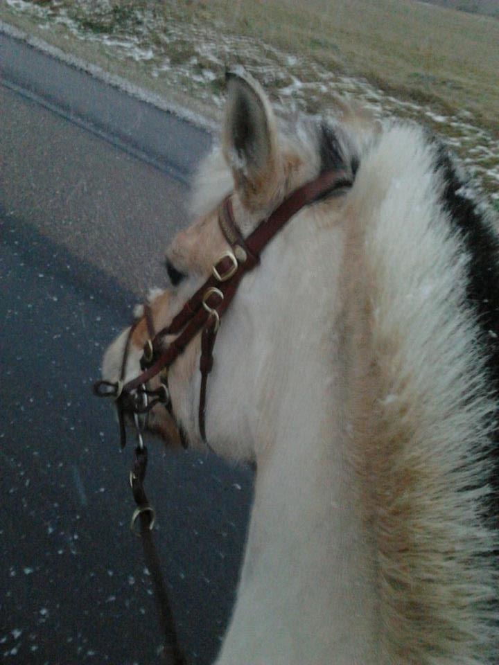 Fjordhest Frida (Tidl. pony;() - Det var en meget kold fornøjelse! billede 14