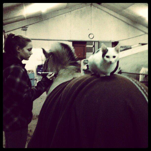 Fjordhest Frida (Tidl. pony;() - Mærkelig kat... billede 22