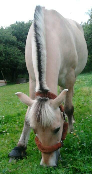 Fjordhest Frida (Tidl. pony;() - MUSKLER :o billede 24