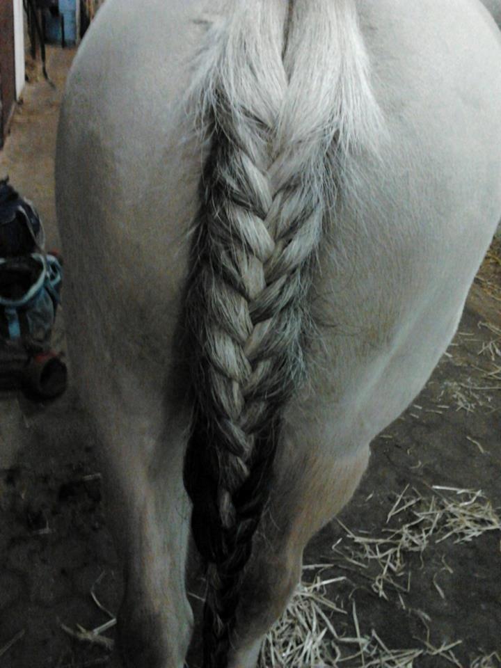 Fjordhest Frida (Tidl. pony;() - Var SÅ stolt billede 12