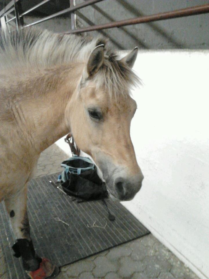 Fjordhest Frida (Tidl. pony;() - Træt! billede 25