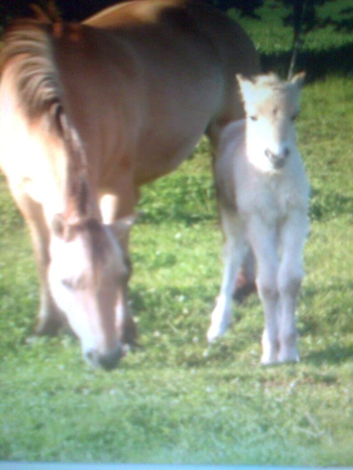 Fjordhest Frida (Tidl. pony;() - Frida og bailey<3 billede 26