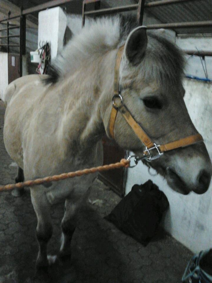 Fjordhest Frida (Tidl. pony;() - Ret så tynd :O billede 27