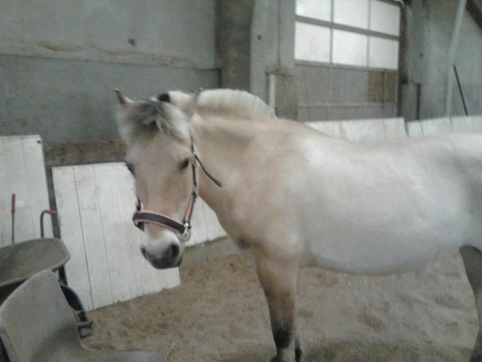 Fjordhest Frida (Tidl. pony;() billede 29
