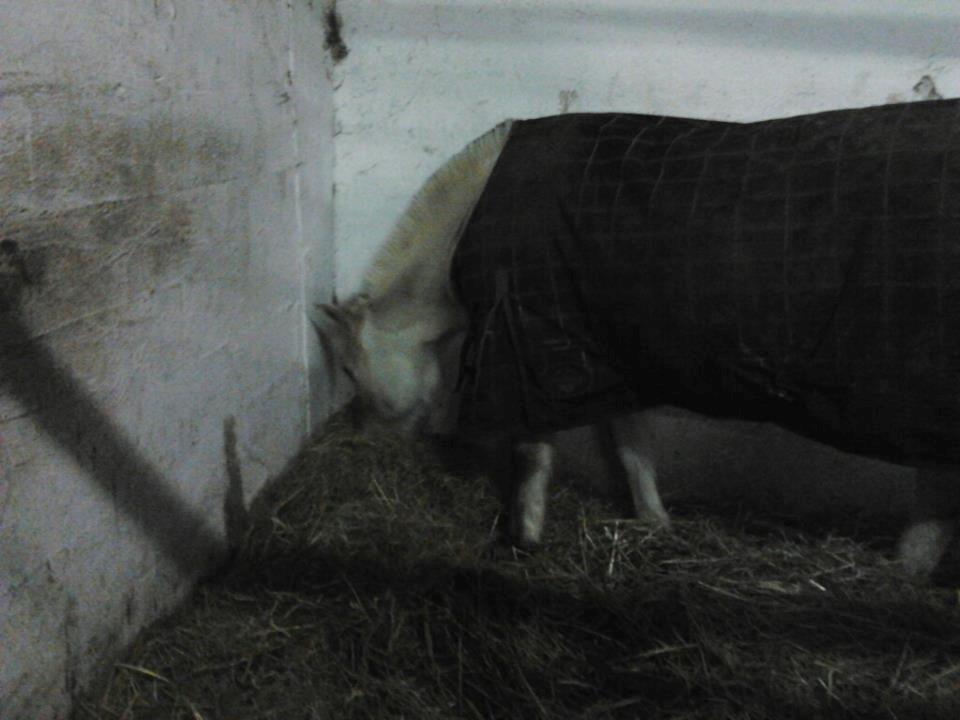 Fjordhest Frida (Tidl. pony;() - Hun vil hellere spise end at snakke med mig! :'( billede 30