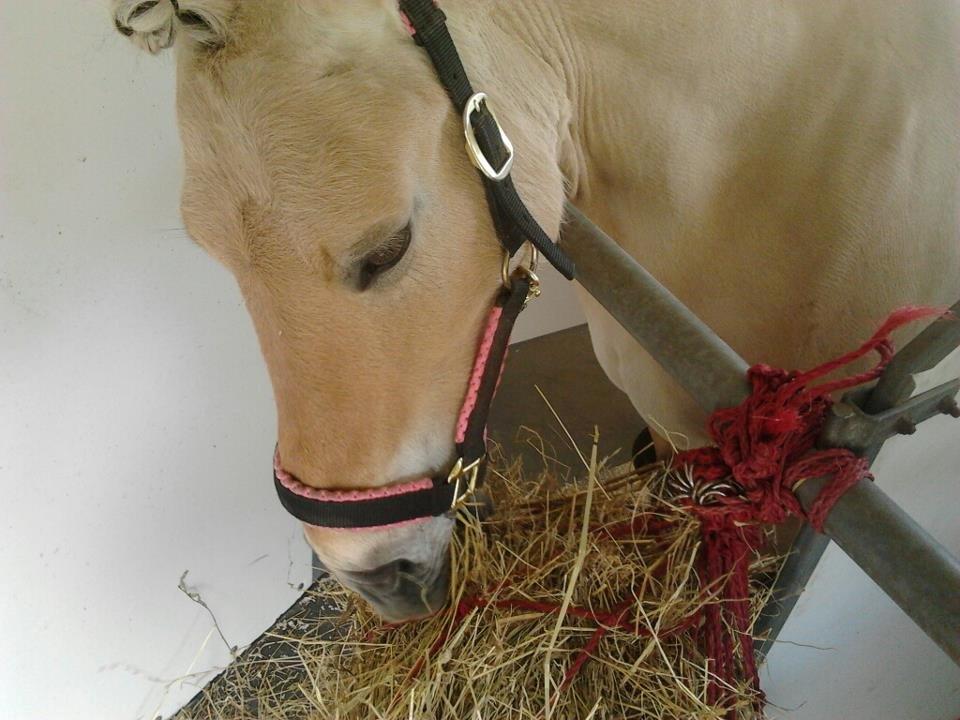 Fjordhest Frida (Tidl. pony;() billede 34