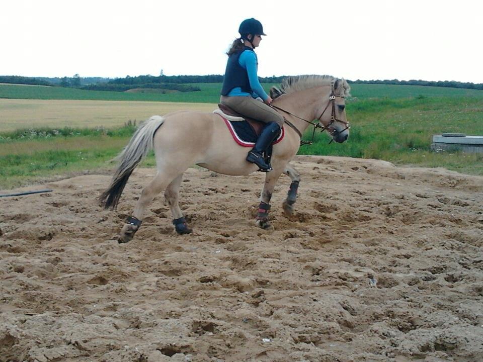 Fjordhest Frida (Tidl. pony;() billede 36