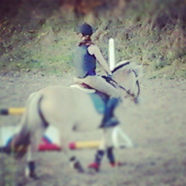 Fjordhest Frida (Tidl. pony;() - Stjerne! billede 9