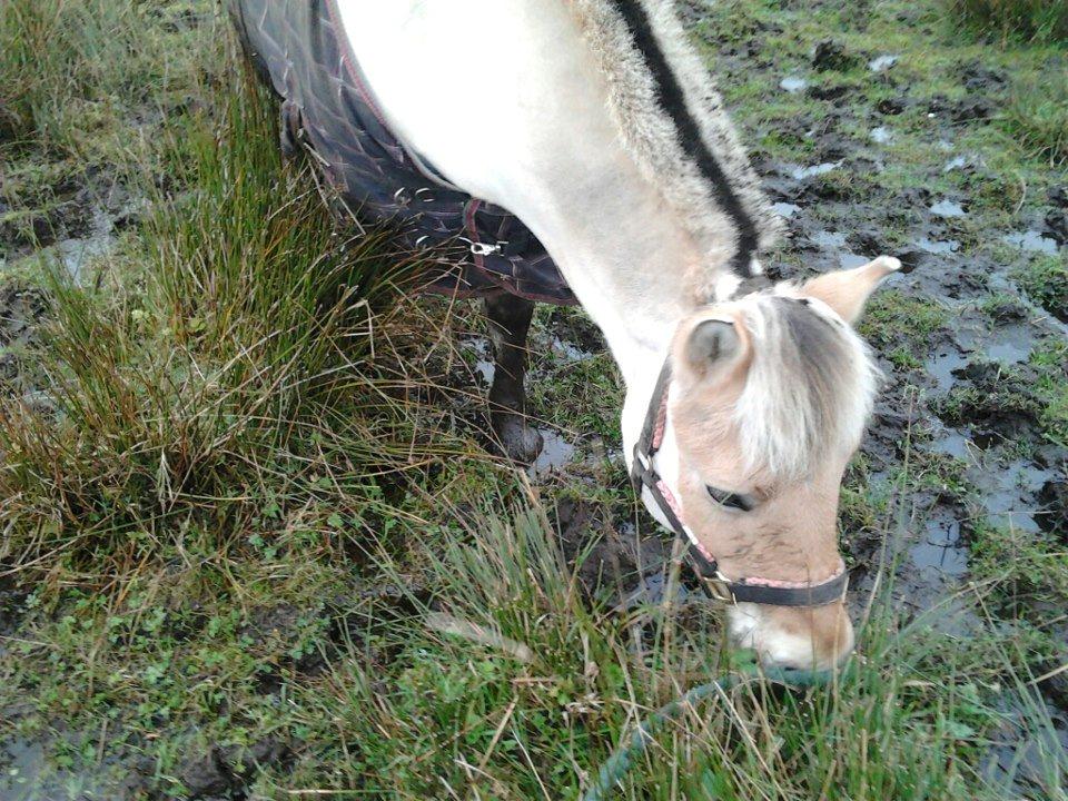 Fjordhest Frida (Tidl. pony;() billede 37