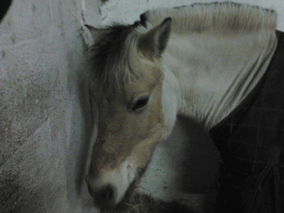 Fjordhest Frida (Tidl. pony;() billede 31