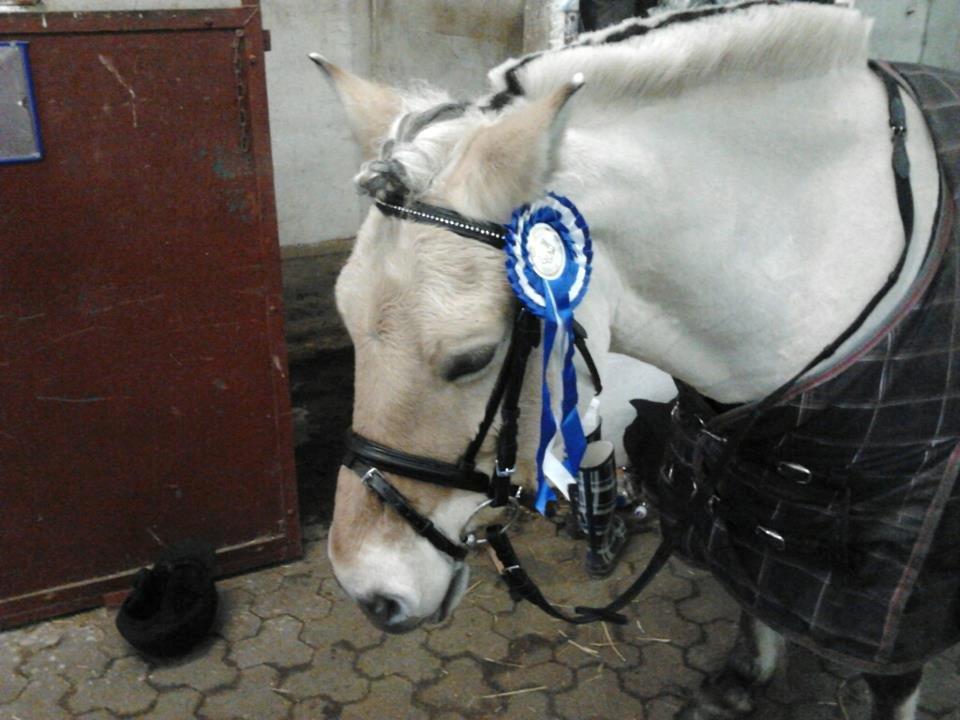 Fjordhest Frida (Tidl. pony;() - 2. plads. billede 38