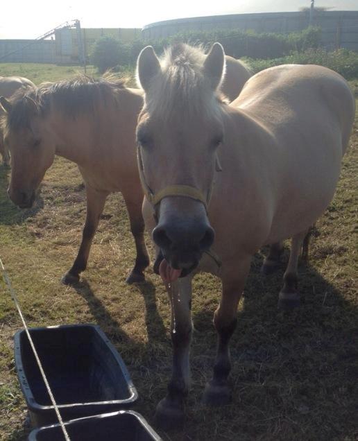 Fjordhest Frida (Tidl. pony;() - Smuuuuuuuuuuk! :') billede 40