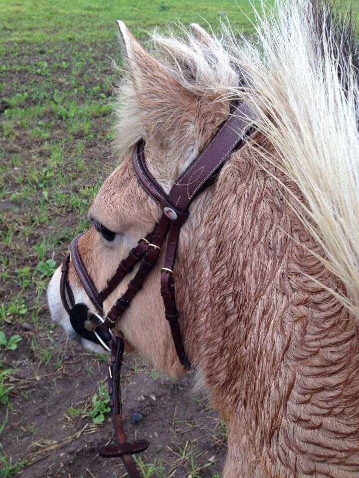 Fjordhest Frida (Tidl. pony;() billede 41