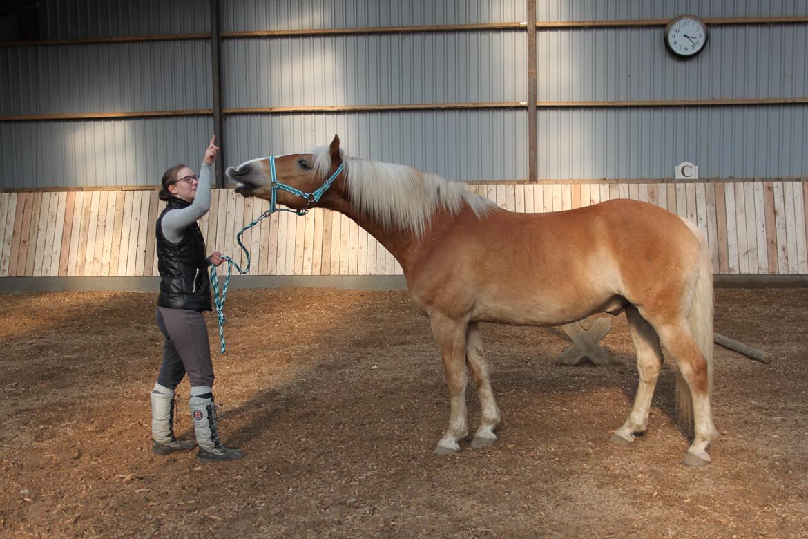 Haflinger Gelstoft Star Shadow - Smile på komando. :D D.8-3-14 billede 18