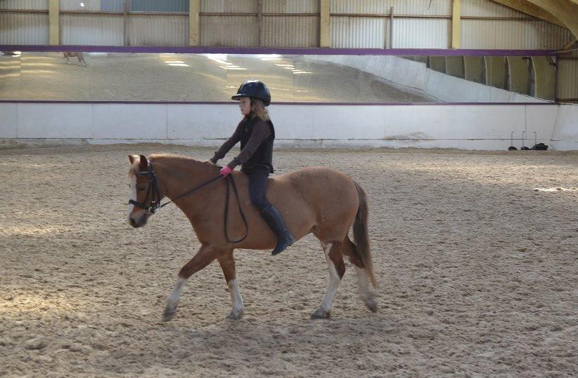 Welsh Mountain (sec A) Kongshøjs Nugi billede 3