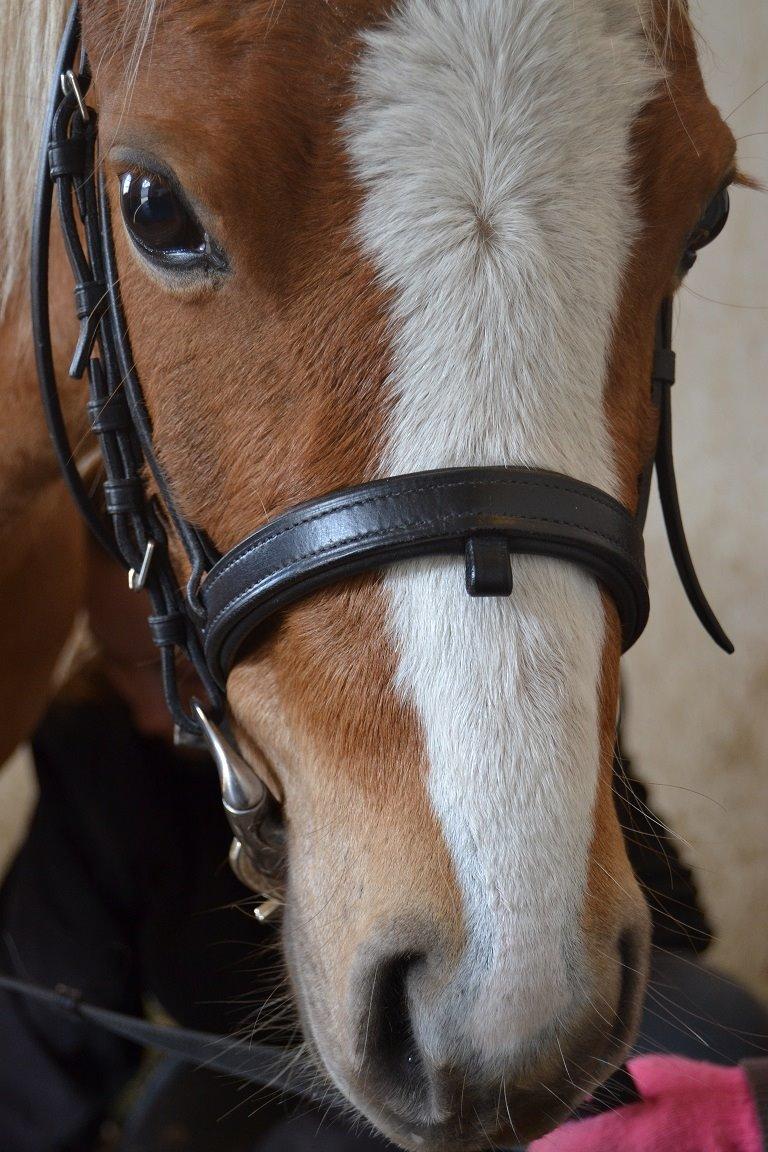 Welsh Mountain (sec A) Kongshøjs Nugi billede 31