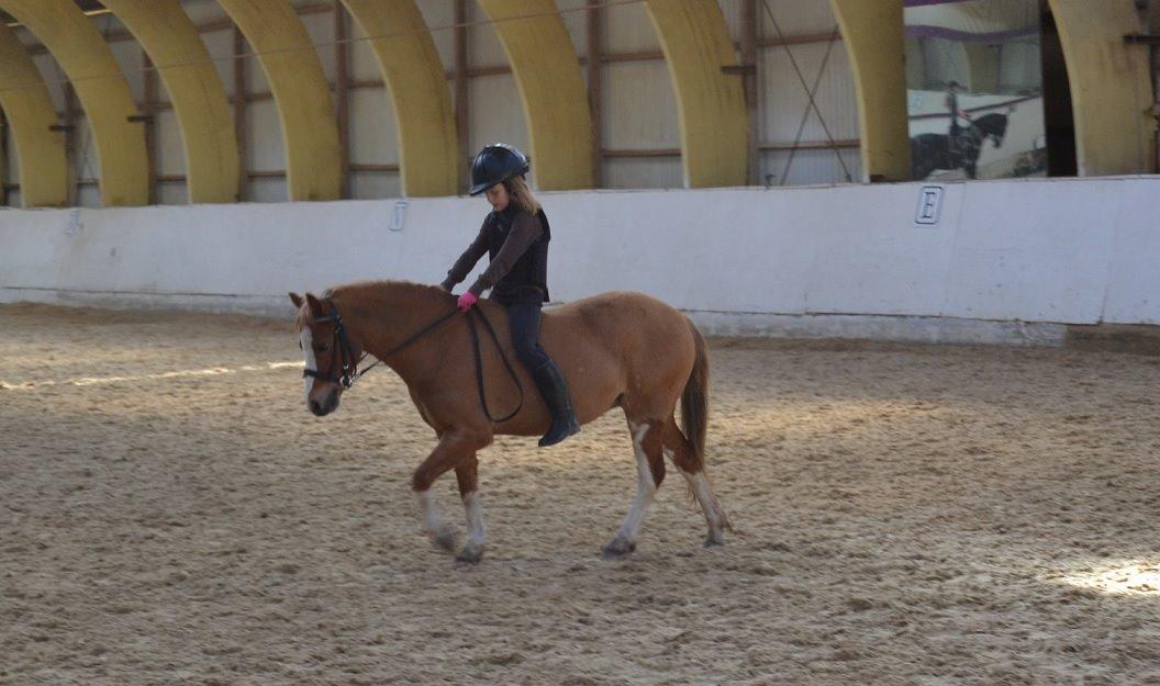 Welsh Mountain (sec A) Kongshøjs Nugi billede 9