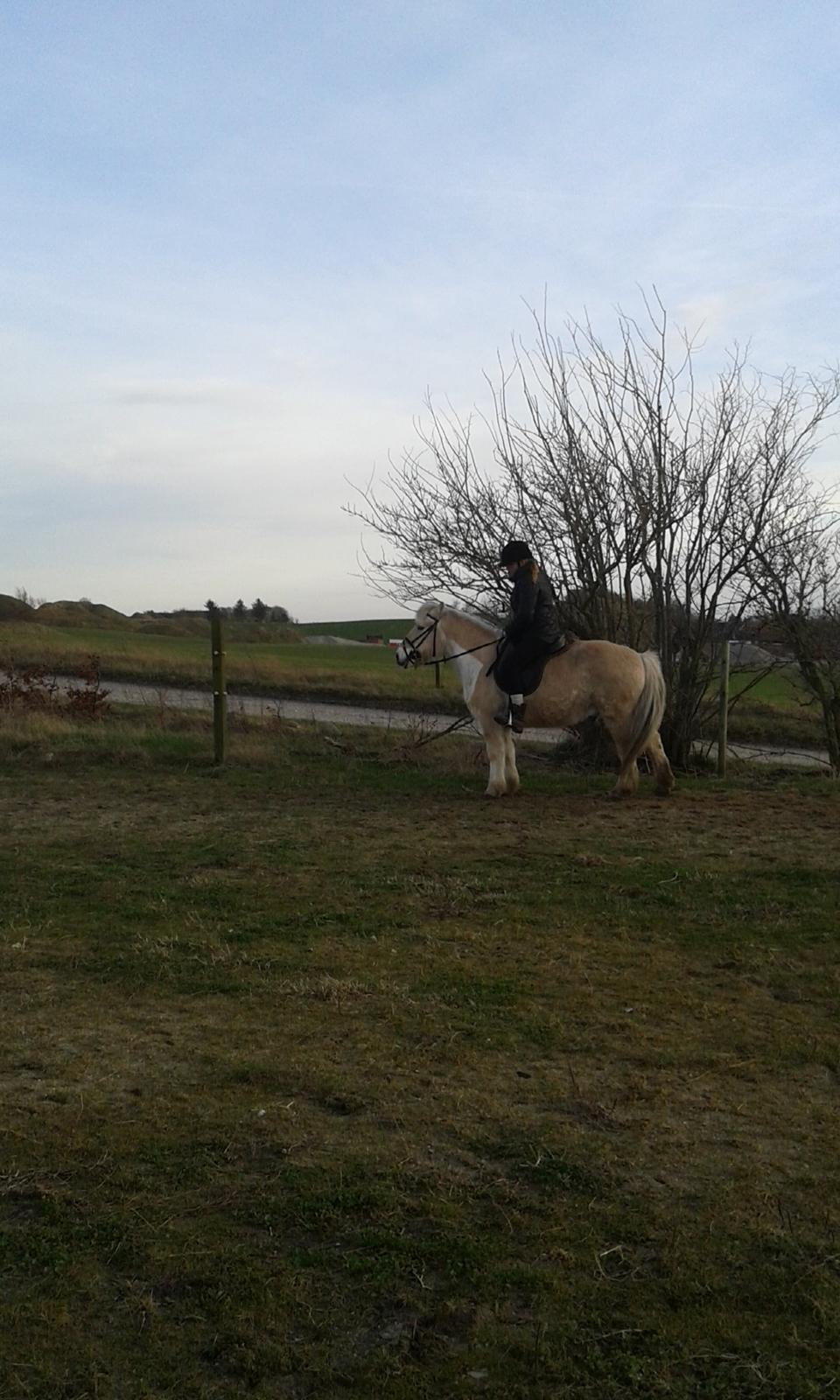 Anden særlig race Laban billede 11