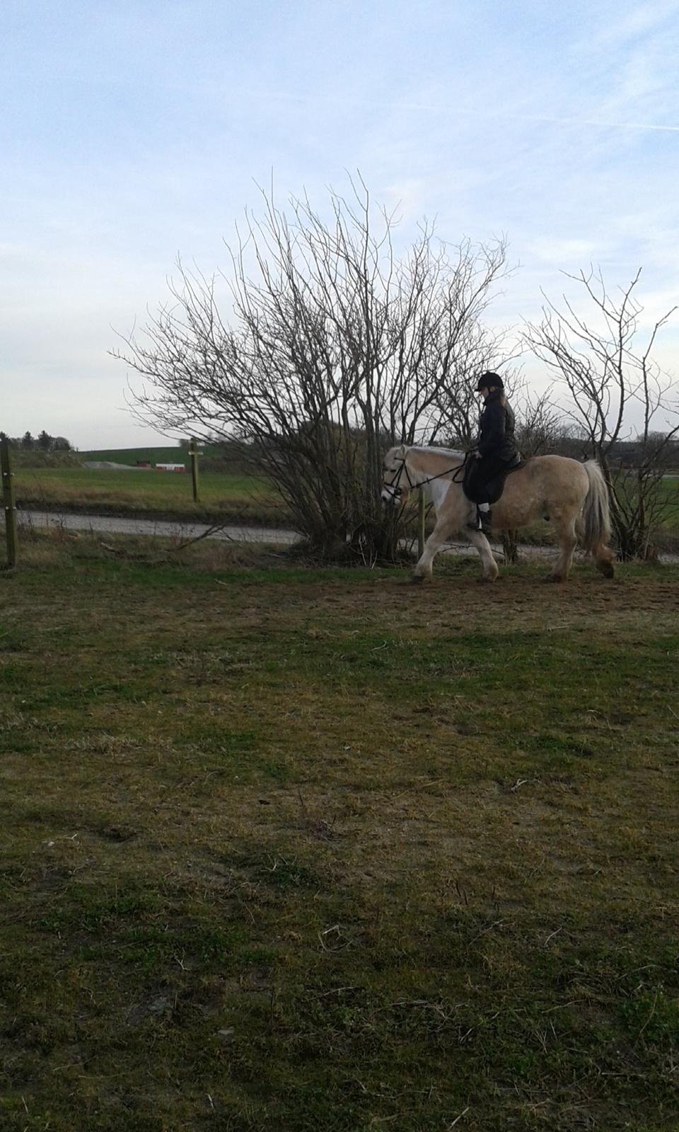 Anden særlig race Laban billede 10