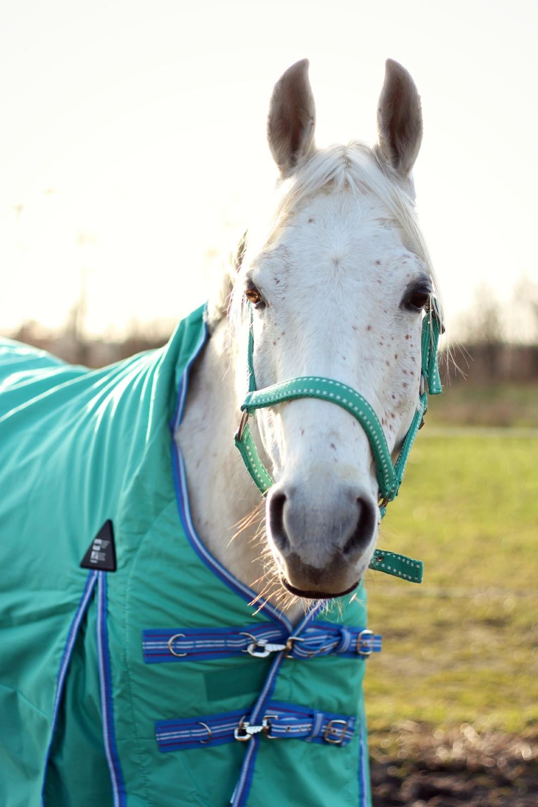 Arabisk fuldblod (OX) Shajmaan *R.I.P* billede 1