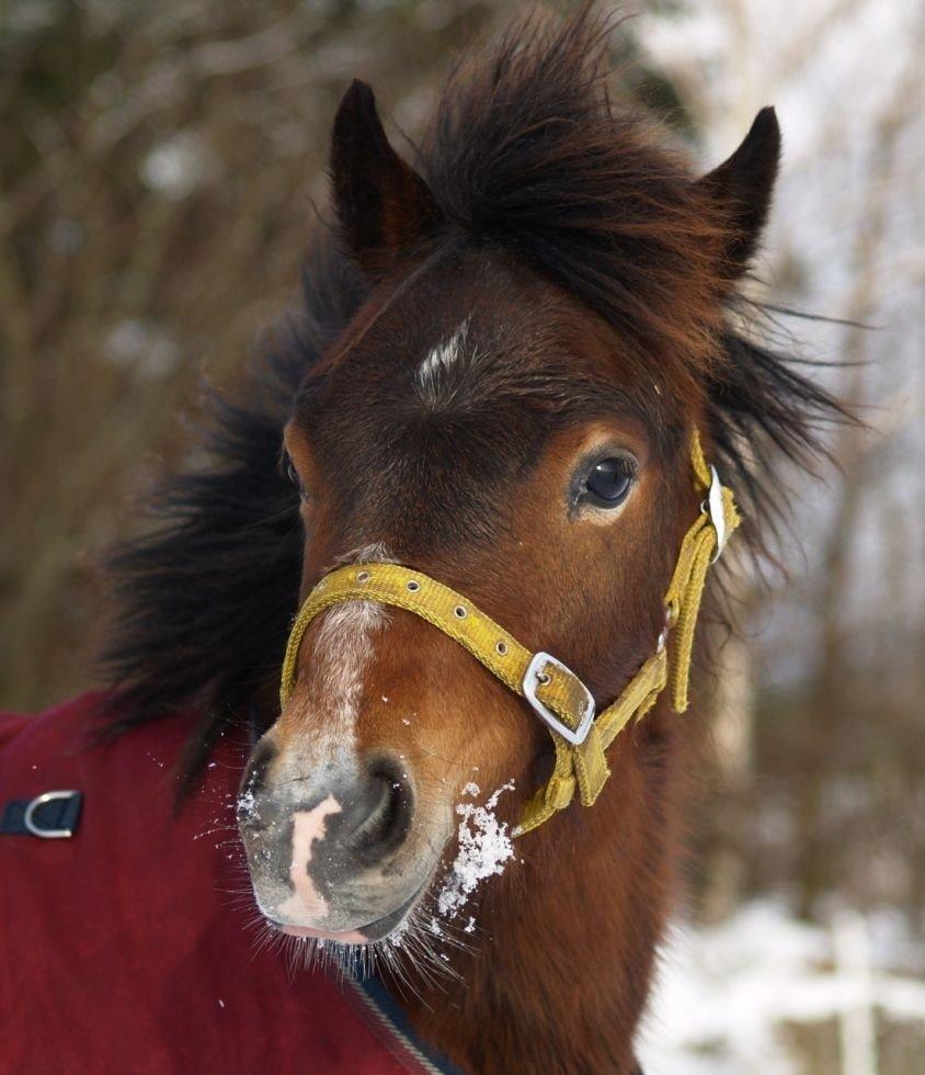 Welsh Pony af Cob-type (sec C) Rhyd ddu Glenys billede 9